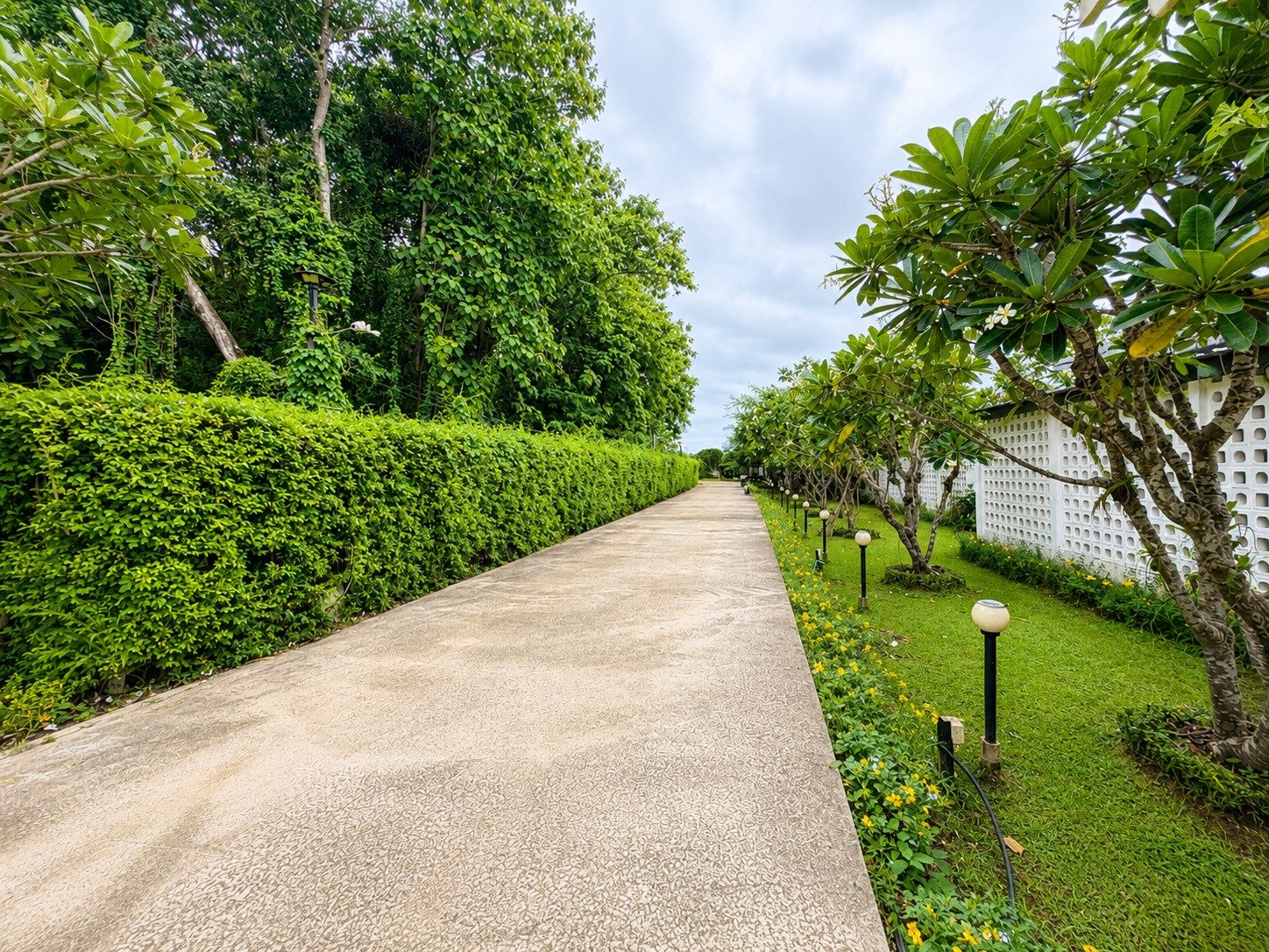 Green hedge road