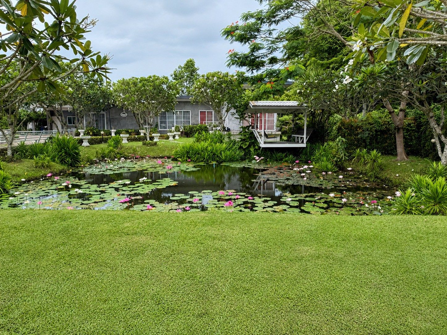 Lotus pond