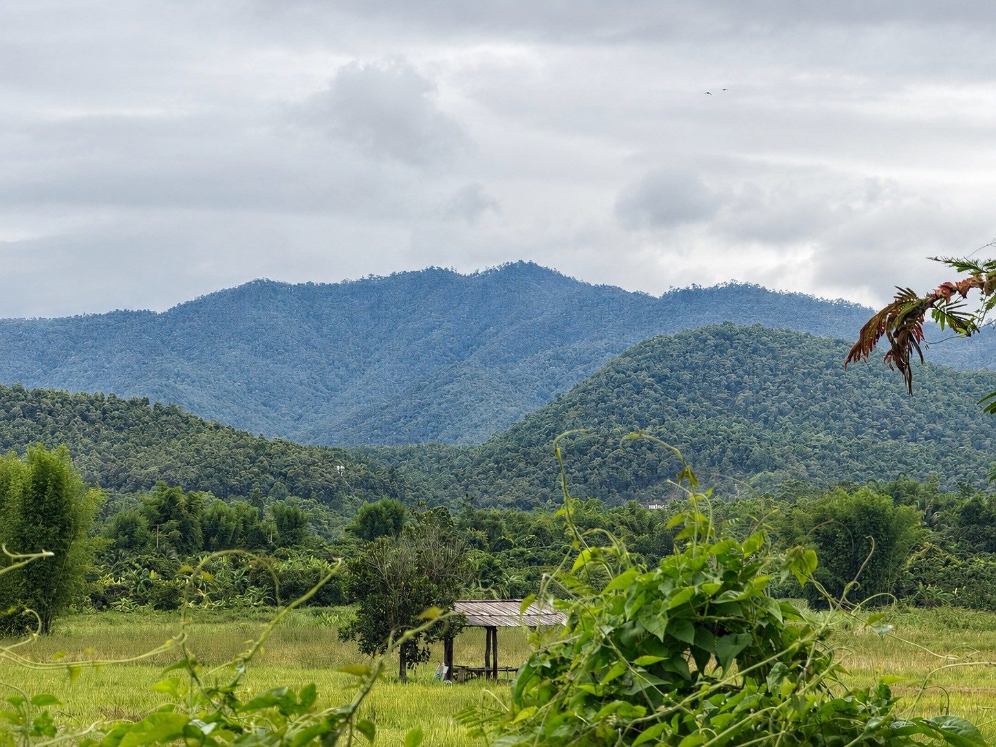 Rice field and mountain