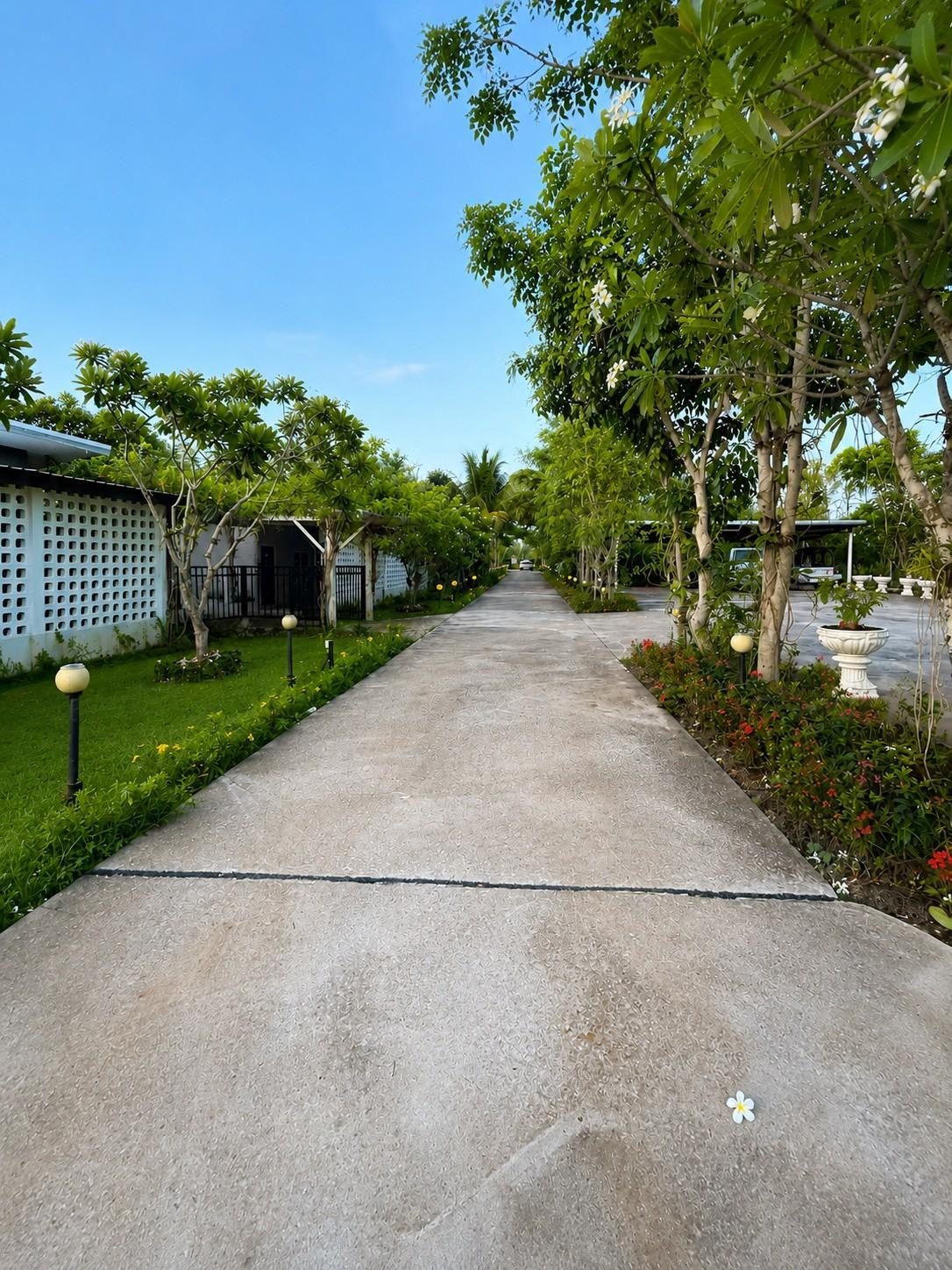 Plumeria garden