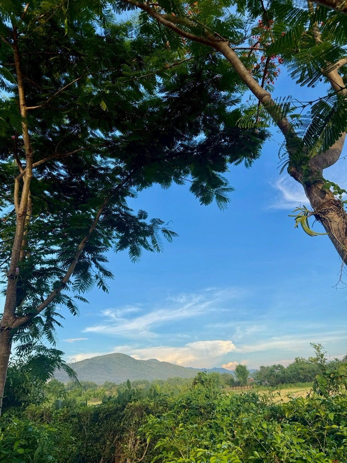Mountain framed by trees